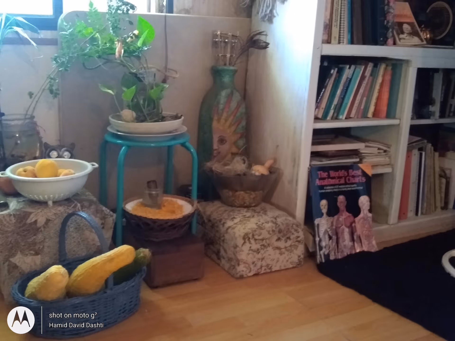 Cozy living room scene with plants, bookshelf, fruit bowls, and decorative ceramics.